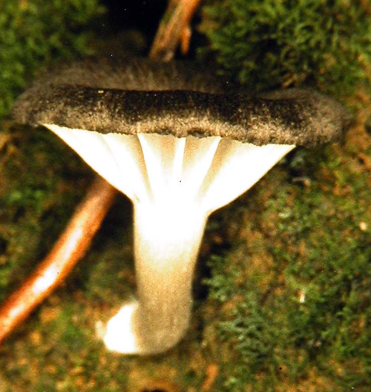 Hygroaster nodulisporus